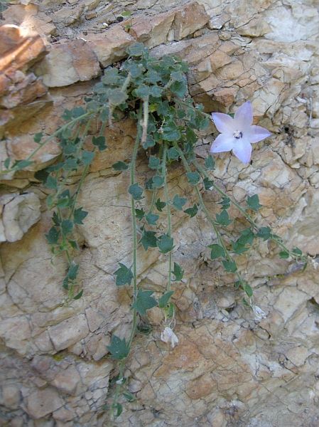 Campanula fragilis subsp. cavolinii / Campanula napoletana